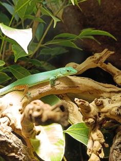 Pärchen Gastropholis Prasina grüne Baumeidechsen