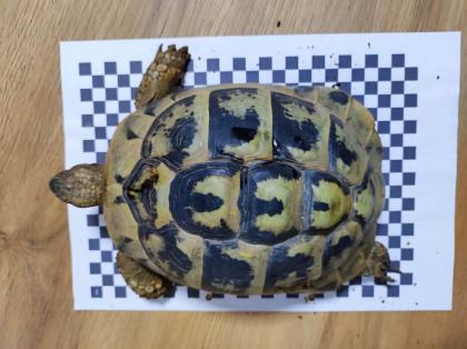 3 Griechische Landschildkröten Th abzugeben 2x Weiblich 1x Männlich