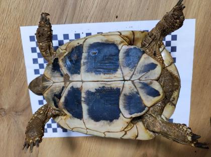3 Griechische Landschildkröten Th abzugeben 2x Weiblich 1x Männlich