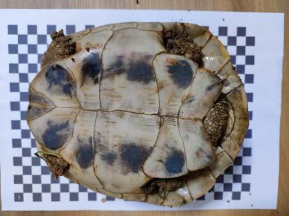 3 Griechische Landschildkröten Th abzugeben 2x Weiblich 1x Männlich