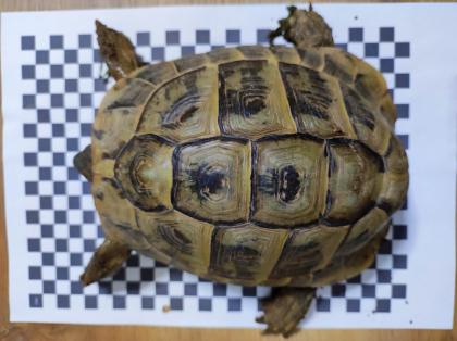 3 Griechische Landschildkröten Th abzugeben 2x Weiblich 1x Männlich