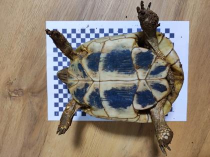 3 Griechische Landschildkröten Th abzugeben 2x Weiblich 1x Männlich