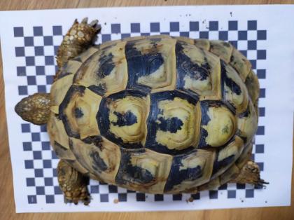 3 Griechische Landschildkröten Th abzugeben 2x Weiblich 1x Männlich