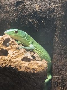 Pärchen Gastropholis Prasina grüne Baumeidechsen