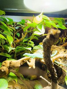 Pärchen Gastropholis Prasina grüne Baumeidechsen