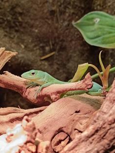 Pärchen Gastropholis Prasina grüne Baumeidechsen