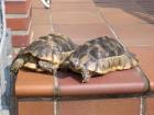 2 Breitrandschildkröten