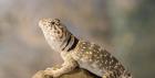 SUCHE weiblichen Halsbandleguan