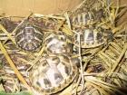Griechische-Landschildkröten Untersorten Thh Thb und Tm